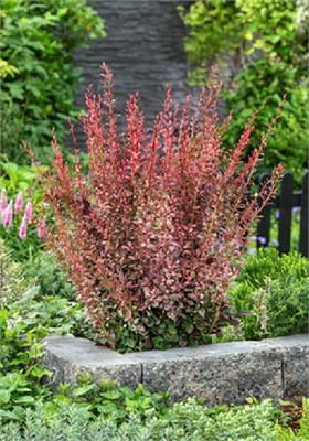 Пинк Пиллар (Berberis thunbergii Pink Pillar) 3687