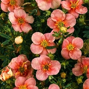 Претти Полли (Potentilla fruticosa Pretty Polly) 3709