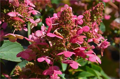 Прим Рэд (Hydrangea paniculata Prim Red) 3710
