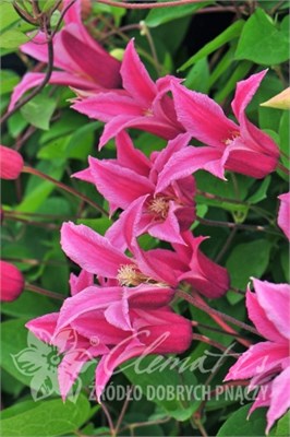 Принцесса Диана (Clematis Princess Diana) 3714
