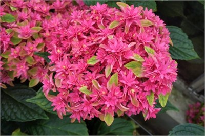 Принцесса Диана (Hydrangea macrophylla Princess Diana) 3715