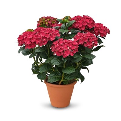Рана (Hydrangea macrophylla Rana) 3728
