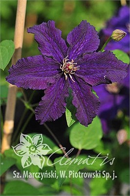 Распутин (Clematis Rasputin) 3729