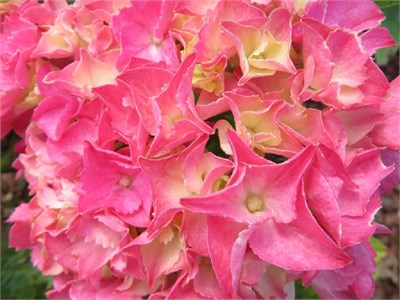 Ребелион Пинк Лов (Hydrangea macrophylla Rebelion Pink Love) 3731