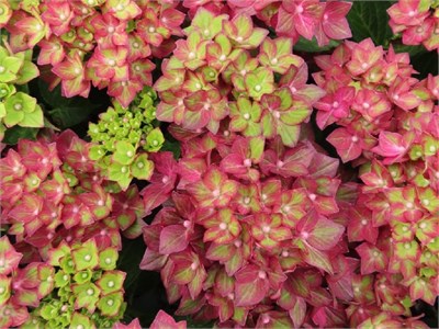 Ребелион Рэд Лов (Hydrangea macrophylla Rebelion Red Love) 3732