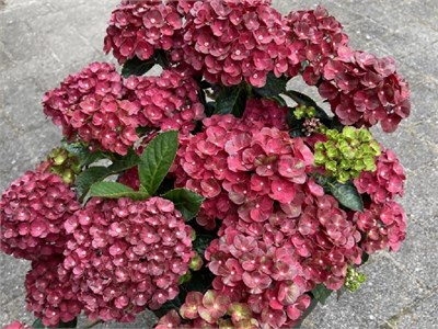 Ребелион Фисташио Лов (Hydrangea macrophylla Rebelion Pistachio Love) 3733