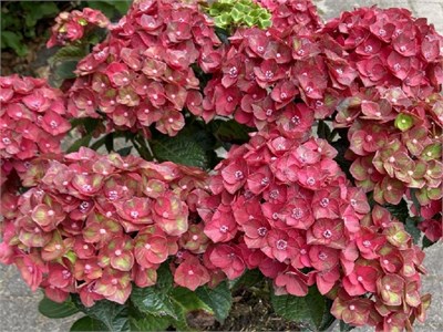 Ребелион Чоко Лов (Hydrangea macrophylla Rebelion Choco Love) 3735