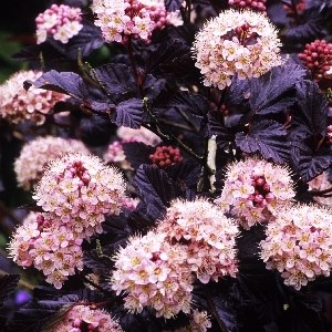 Ред Барон (Physocarpus opulifolius Red Baron) 3738