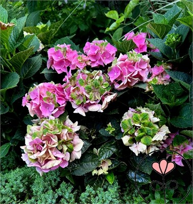 Рембрандт Антико Фреско (Hydrangea macrophylla Rembrandt Antico Fresco) 3745