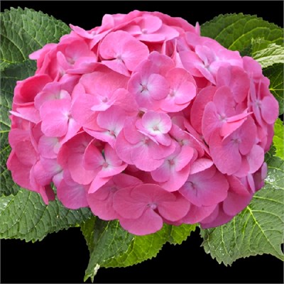 Рембрандт Дольче Шик (Hydrangea macrophylla Rembrandt Dolce Chic) 3748
