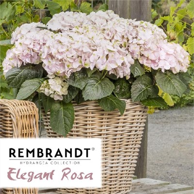 Рембрандт Элегант Роза (Hydrangea macrophylla Rembrandt Elegant Rosa) 3750