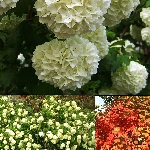 Розеум (Viburnum opulus Roseum) 3756