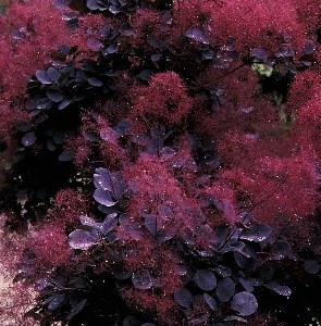 Ройал Пурпл (Cotinus coggygria Royal Purple) 3761