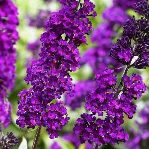 Ройал Ред (Buddleja davidii Royal Red) 3762