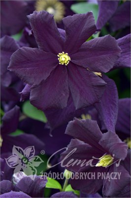 Романтика (Clematis Romantika) 3765