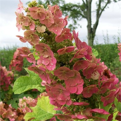 Руби Слипперс (Hydrangea quercifolia Ruby Slippers) 3768