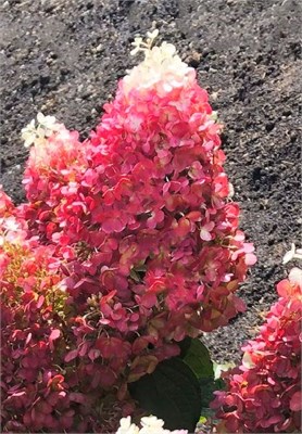 Рэд Вельвет , Living® (Европа) (Hydrangea paniculata Red Velvet) 3772