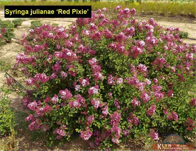Рэд Пикси (Syringa Red Pixie) 3776