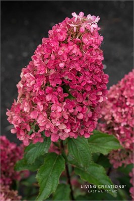 Рэспберри Пинк , Living® (Европа) (Hydrangea paniculata Raspberry Pink) 3782