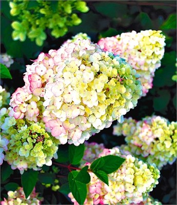 Сандае Фрайз (Hydrangea paniculata Sundea Fraise) 3795