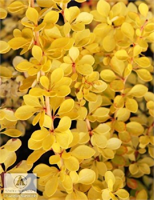 Санни (Berberis thunbergii Sunny) 3801