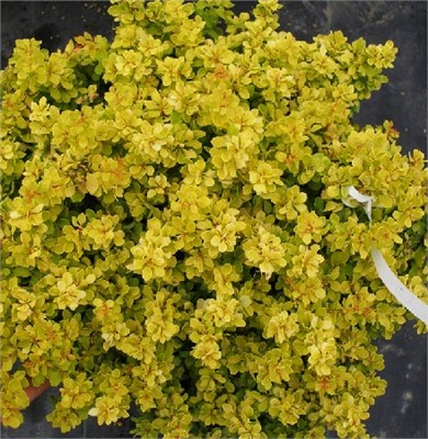 Сансейшн (Berberis thunbergii Sunsation) 3802