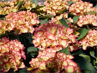 Свит Липс (Hydrangea macrophylla Sweet Lips) 3807