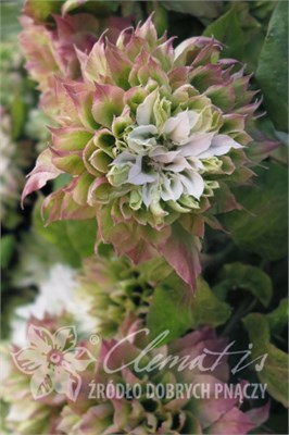 Сен-но-казе (Clematis Sen-no-kaze) 3809