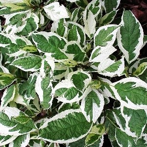 Сибирика Вариегата (Cornus alba Sibirica Variegata) 3812