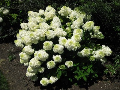 Сильвер Доллар (Hydrangea paniculata Silver Dollar) 3817