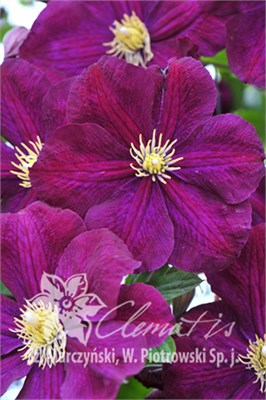 Славянка (Clematis Słowianka) 3826