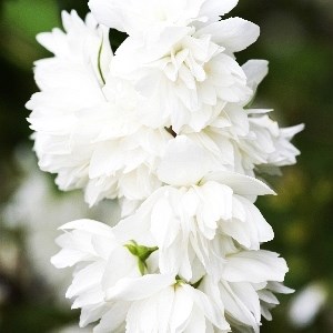 Сноубелле (Philadelphus Snowbelle) 3831