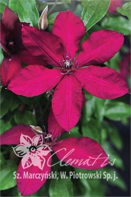 Солидарность (Clematis Solidarnosc) 3835