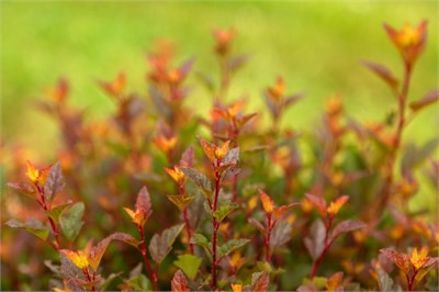 Спайси Девил First Editions® (Physocarpus opulifolius Spicy Devil First Editions®) 3838