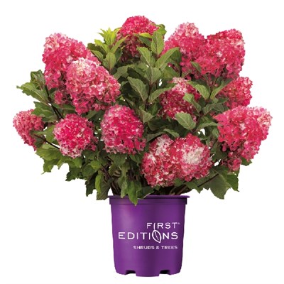 Спринг Даззл (First Editions®) (Hydrangea paniculata Spring Sizzle First Editions®) 3843