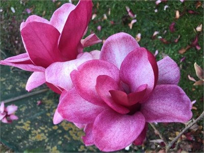 Старберст (Magnolia Starburst) 3845