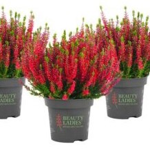 Стейси (Calluna vulgaris Stacy) 3846