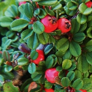 Стрейбс Файндлинг (Cotoneaster prostratus Streib's Findling) 3850