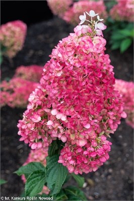 Строуберри Блоссом , Living® (Европа) (Hydrangea paniculata Strawberry Blossom) 3857