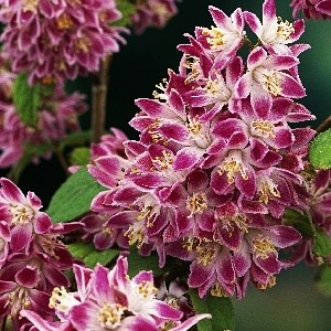 Строуберри Филдс (Deutzia hybrida Strawberry Fields) 3858