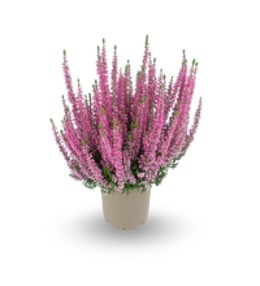 Тамира (Calluna vulgaris Tamira) 3871