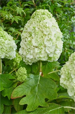 Тара , Living® (Европа) (Hydrangea quercifolia Tara) 3874