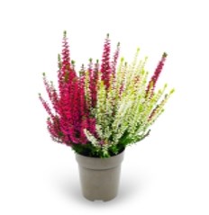 Твинс Герлс (Амина-Аурика) (Calluna vulgaris Twins Girls (Amina-Aurica)) 3877
