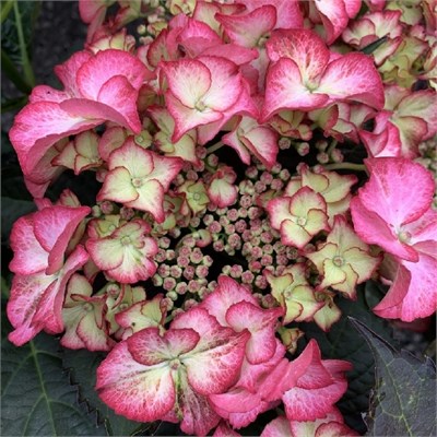 Тиффани Пинк (Hydrangea macrophylla Tiffany pink) 3891