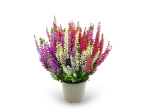 Трио Герлс (Амина-Аурика-Лилиани) (Calluna vulgaris Trio (Amina-Aurica-Lilani)) 3897