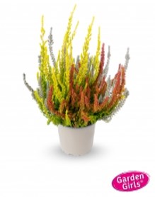 Трио Герлс (Зилли-Зельда-Зое) (Calluna vulgaris Trio (Zilly-Zelda-Zoe)) 3898