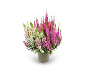 Трио Герлс (Франка-Хильда-Элиза) (Calluna vulgaris Trio (Franka-Hilda-Elisa)) 3900
