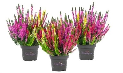 Трио Милка (Саманта-Леа-Агнета) (Calluna vulgaris Trio Milca (Samantha-Lea-Agneta)) 3902