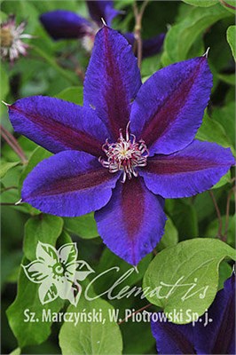 Уальдфайр (Clematis Wildfire) 3909
