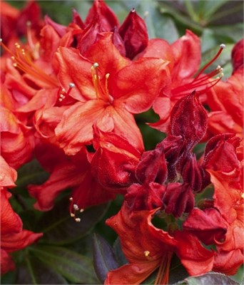 Файрбол (Azalea Knapp Hill hybrid Fireball) 3915